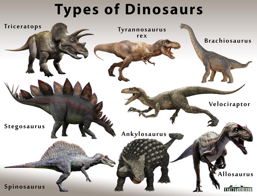 Types of Dinosaurs