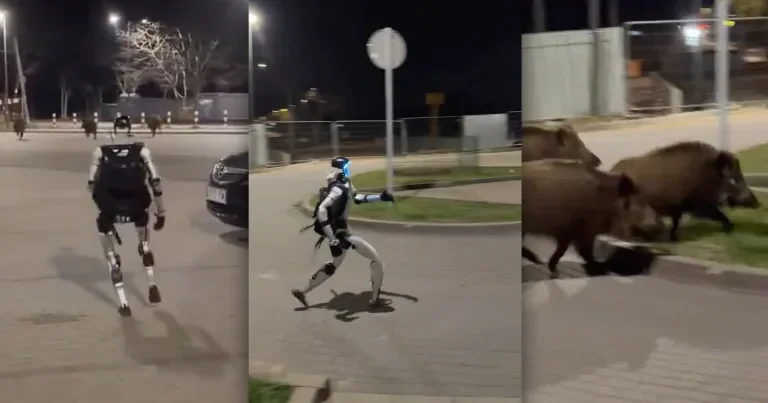 humanoid robot chasing wild boars