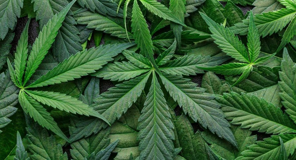 featured Major cannabis
