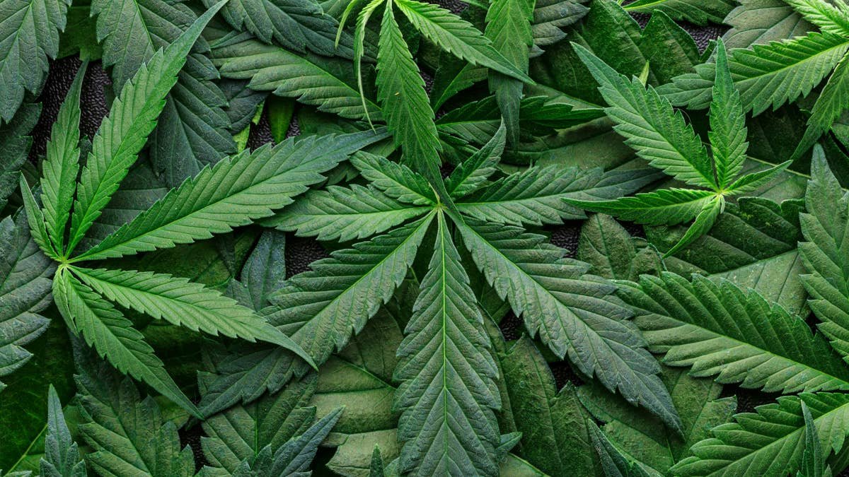 Major cannabis company closes 2 facilities, cuts 211 jobs